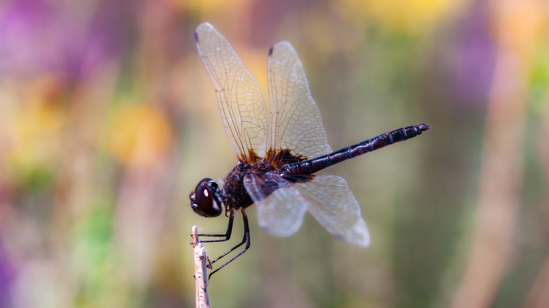 DragonflyFestival, Bitter Lakes NWR, Roswell, NM