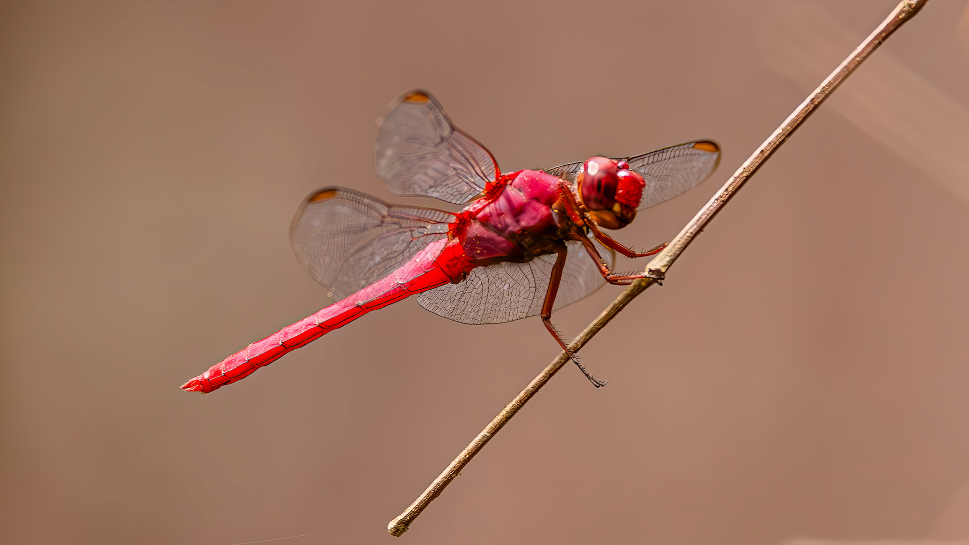 Location: Houston Arboretum, Memorial Park, Houston TX.