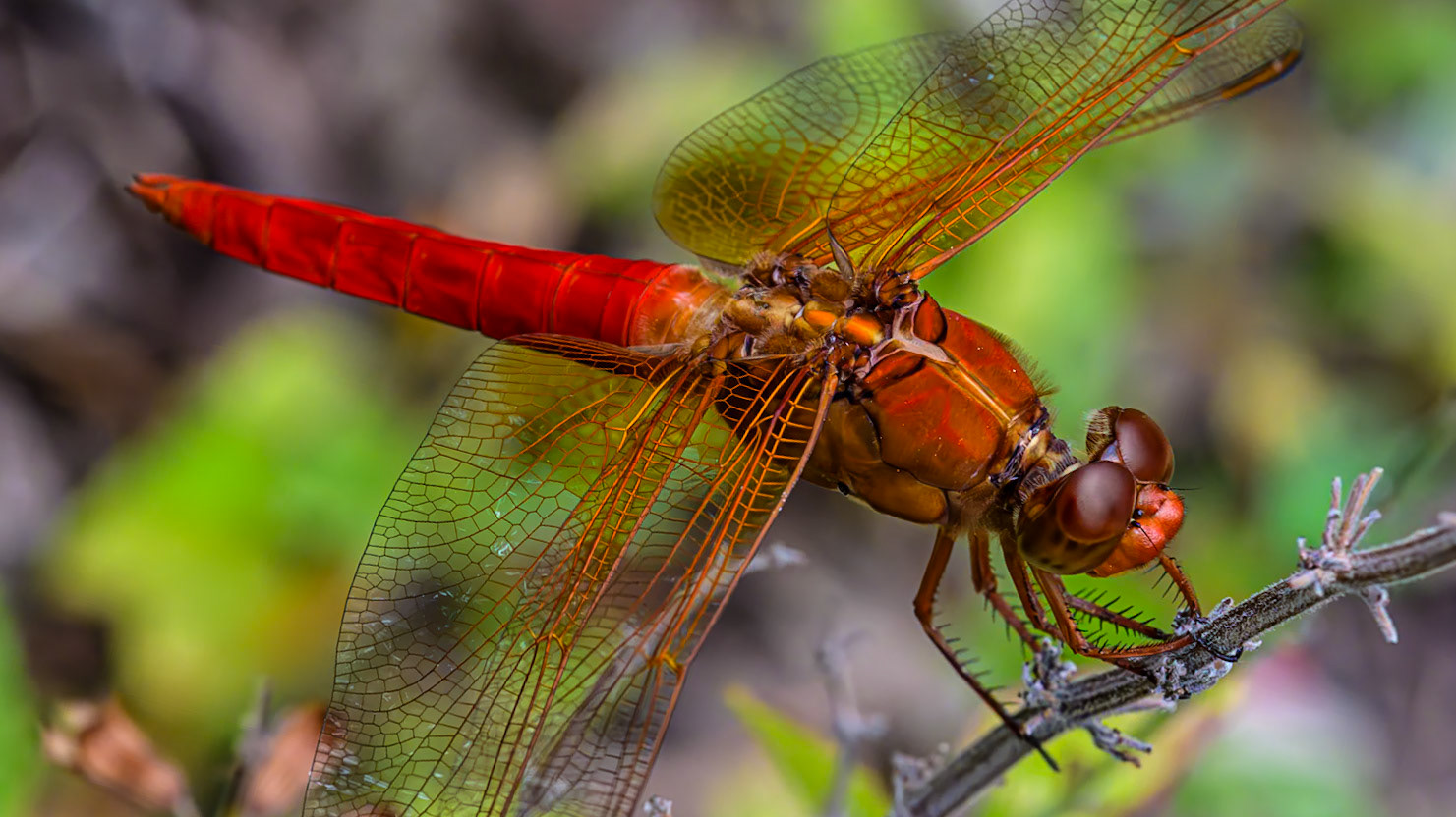 Location: Houston, TX — Malone St. Backyard