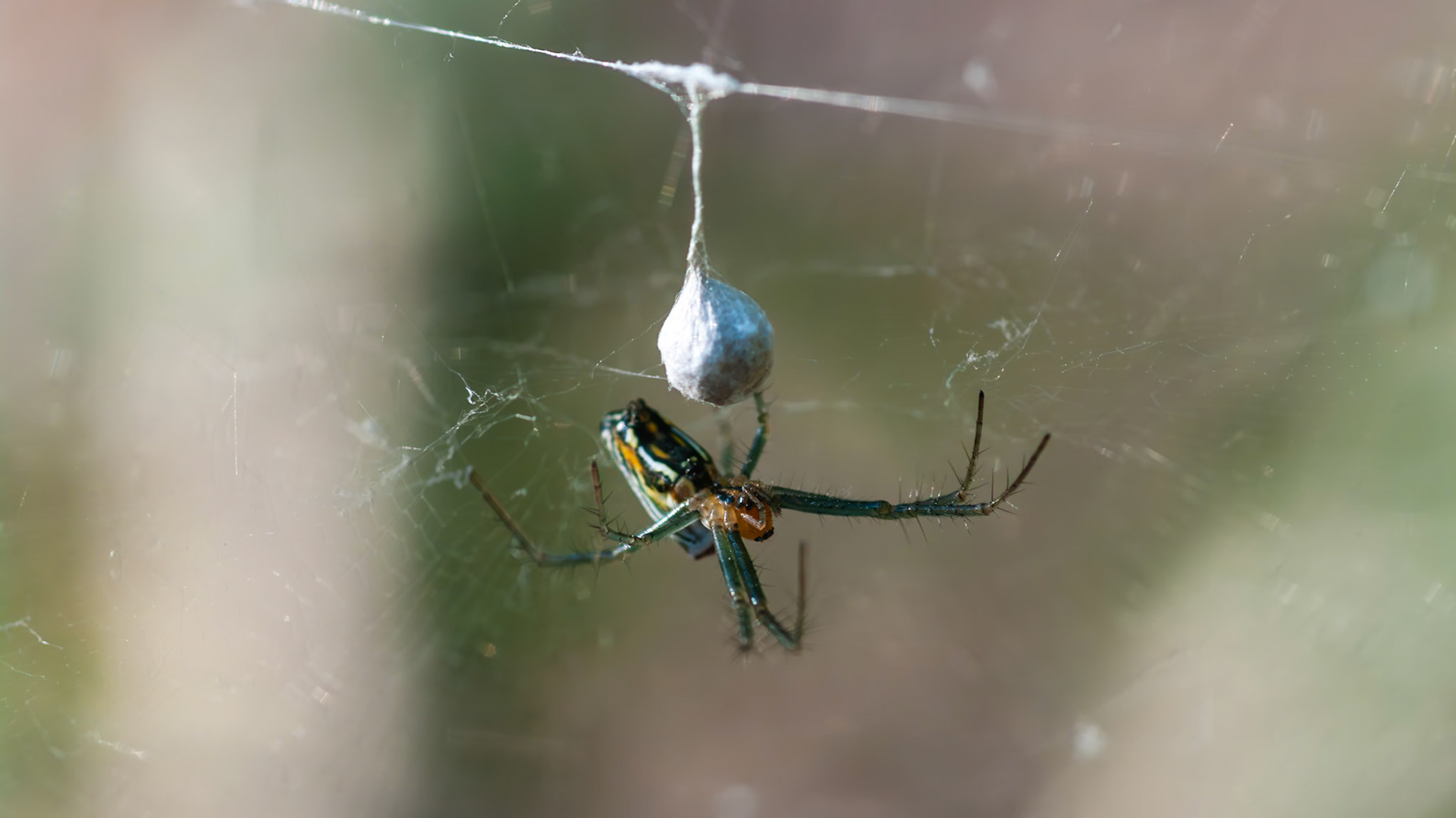 Location: Houston Arboretum, Memorial Park, Houston TX.