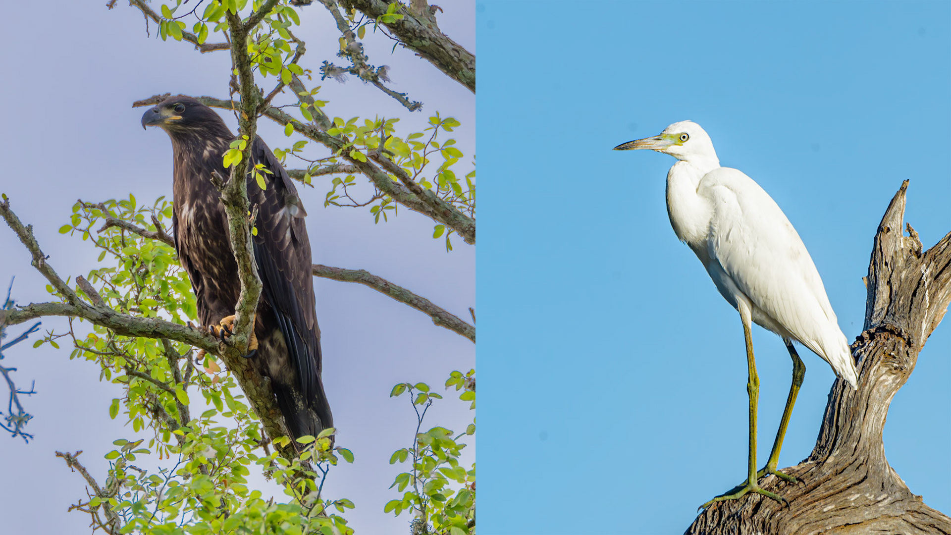 Location: Near Lake Texana, Jackson Co. Tx