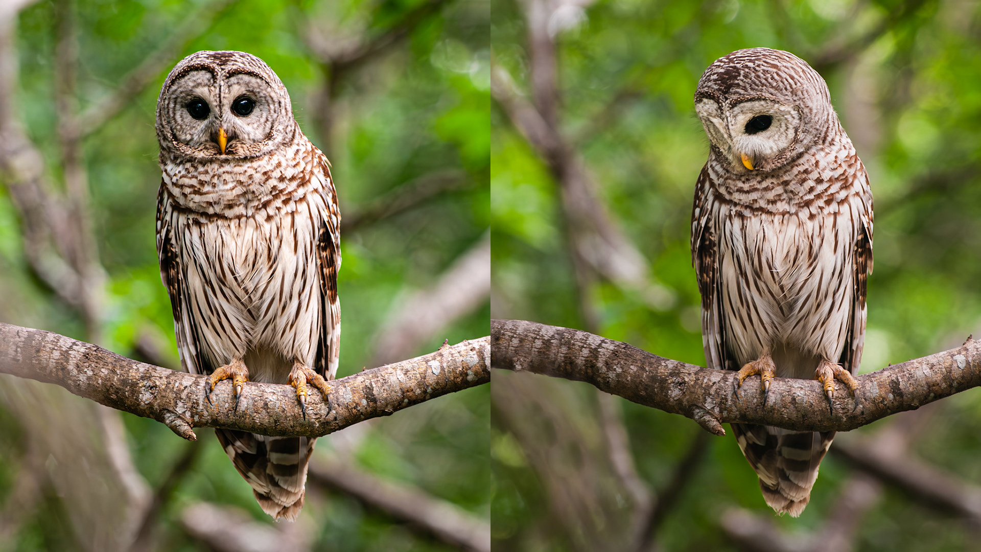 Location:  Near Lake Texana, Jackson County, TX