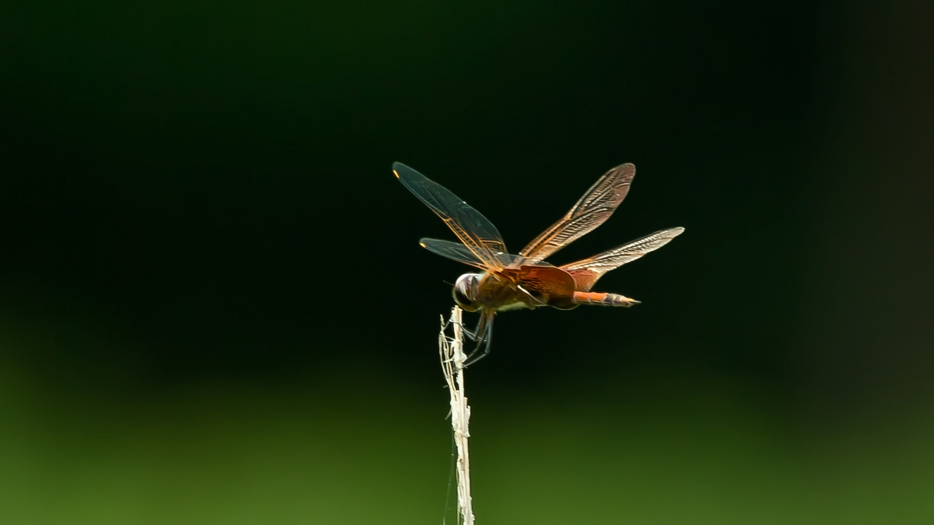 Location: Houston Arboretum, Memorial Park, Houston TX.