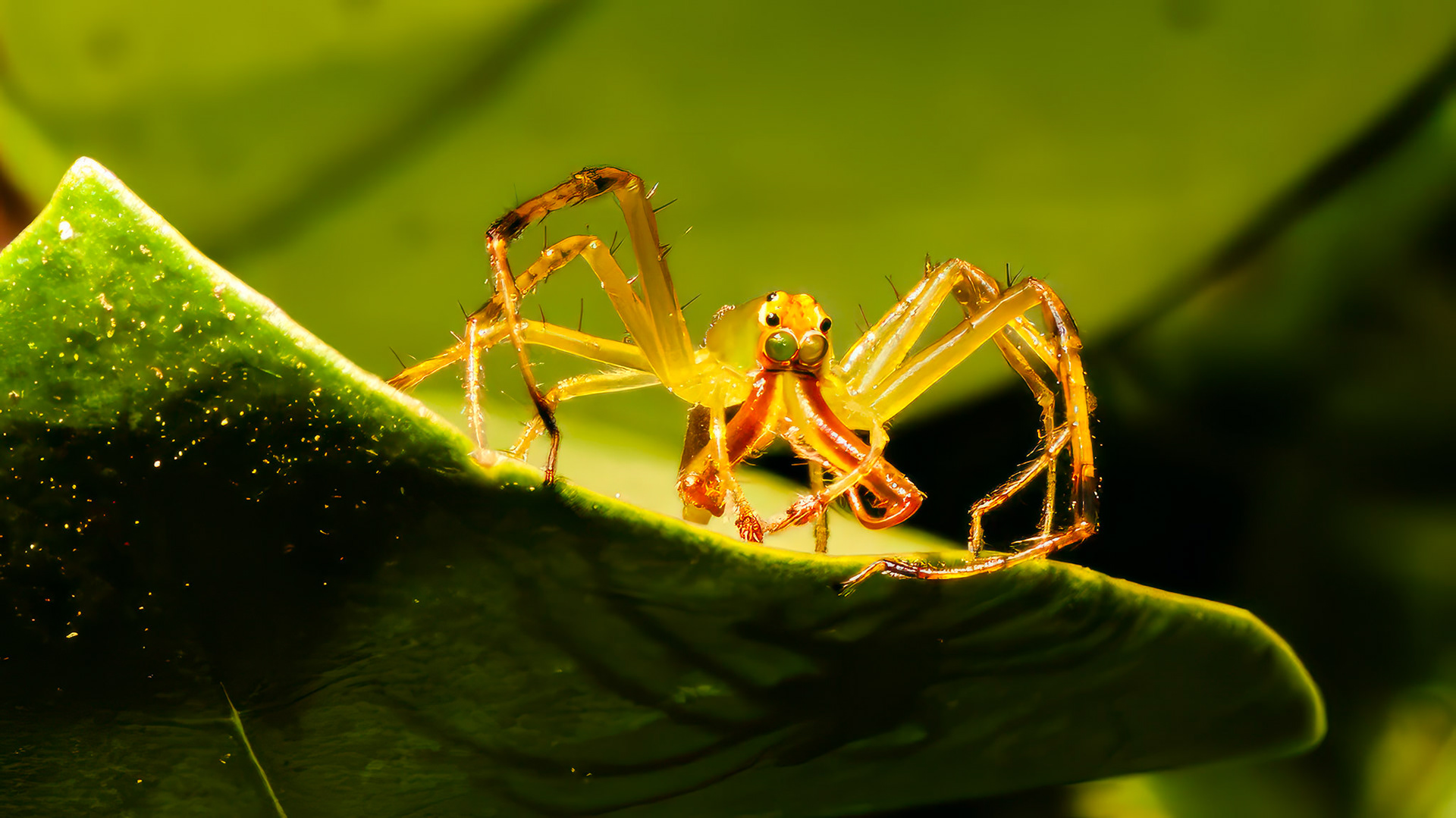 Curious Male Green JumperBellaire, TX