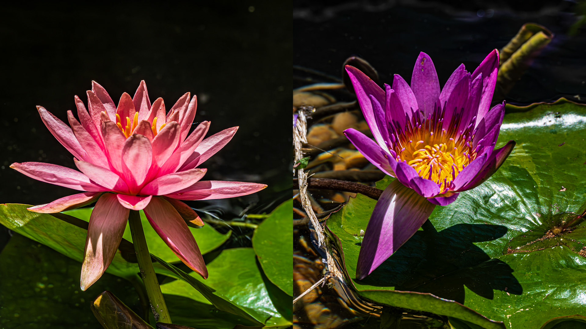 My Backyard Garden, Malone St, Houston TX