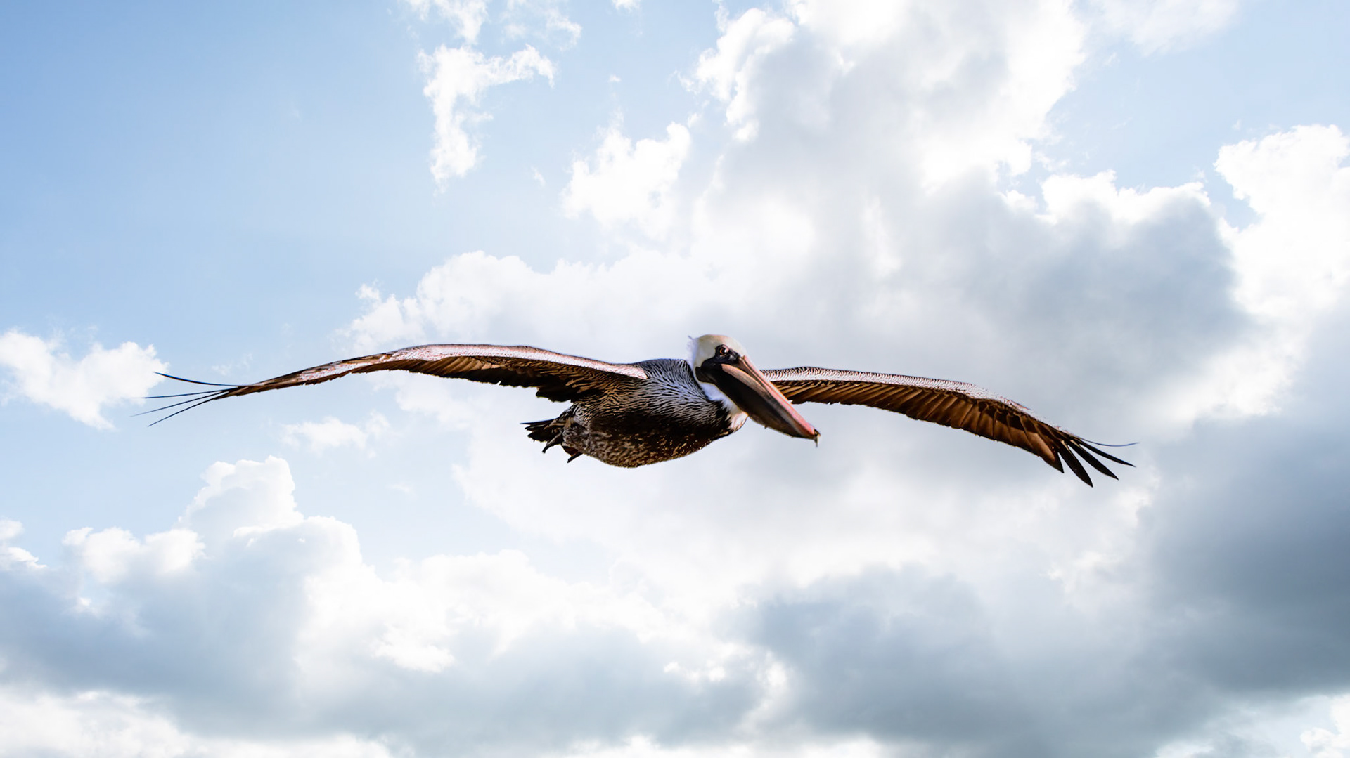 Location: Menefee Flats, Jackson Co. TX