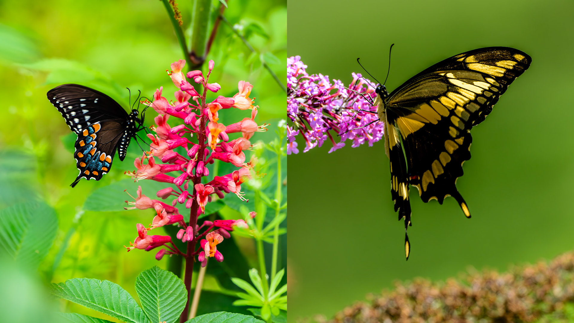 Location: Inn At Riverbend, Pearisburg Va.