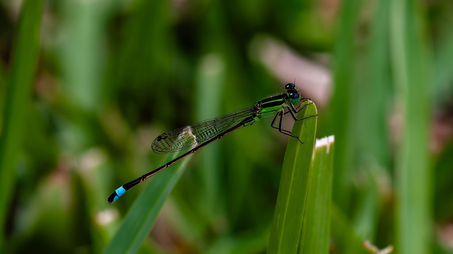 Found along a drainage ditch along the Eastern city limits of Bellaire, TX