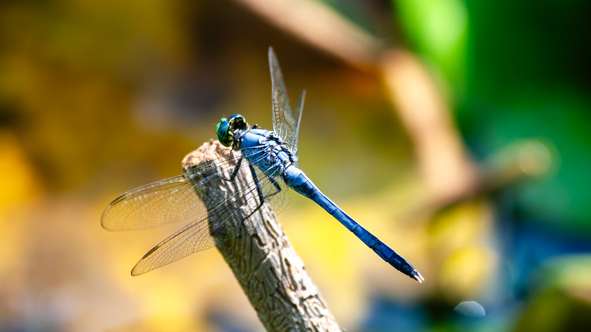 Location: Arboretum,  , Eastern Pondhawk, Erythemis simplicicollis, Houston, Insect, Odonata