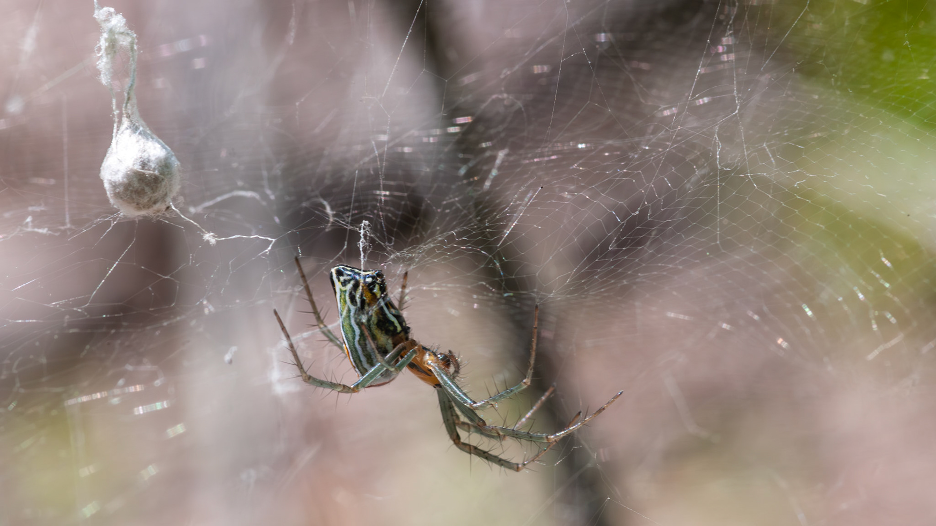 Location: Houston Arboretum, Memorial Park, Houston TX.