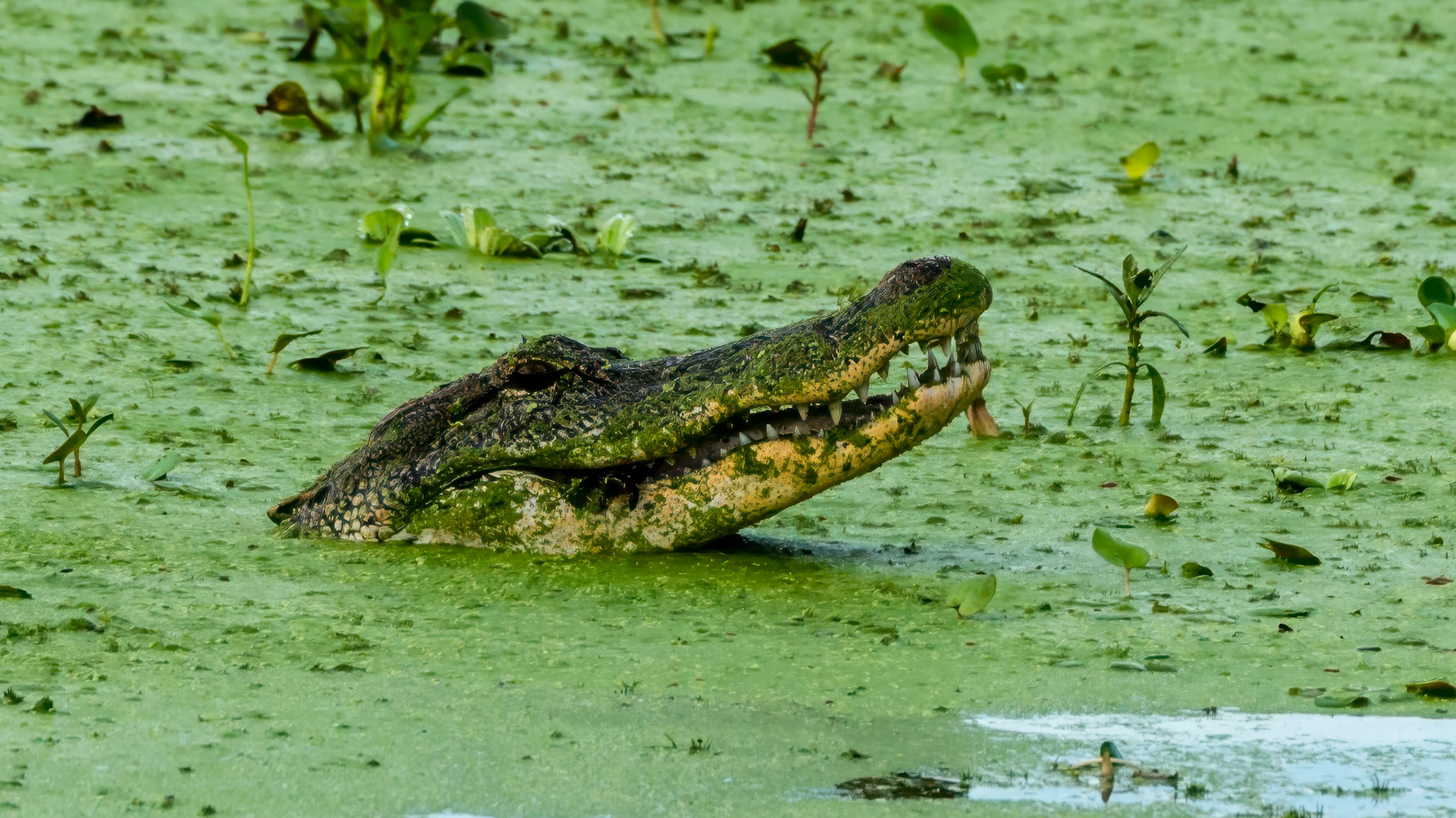 Location: Brazos Bend S.P TX