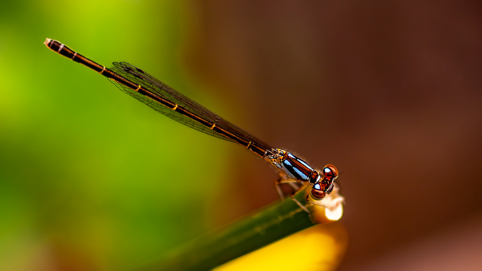 Location: Houston Arboretum, Memorial Park, Houston TX.