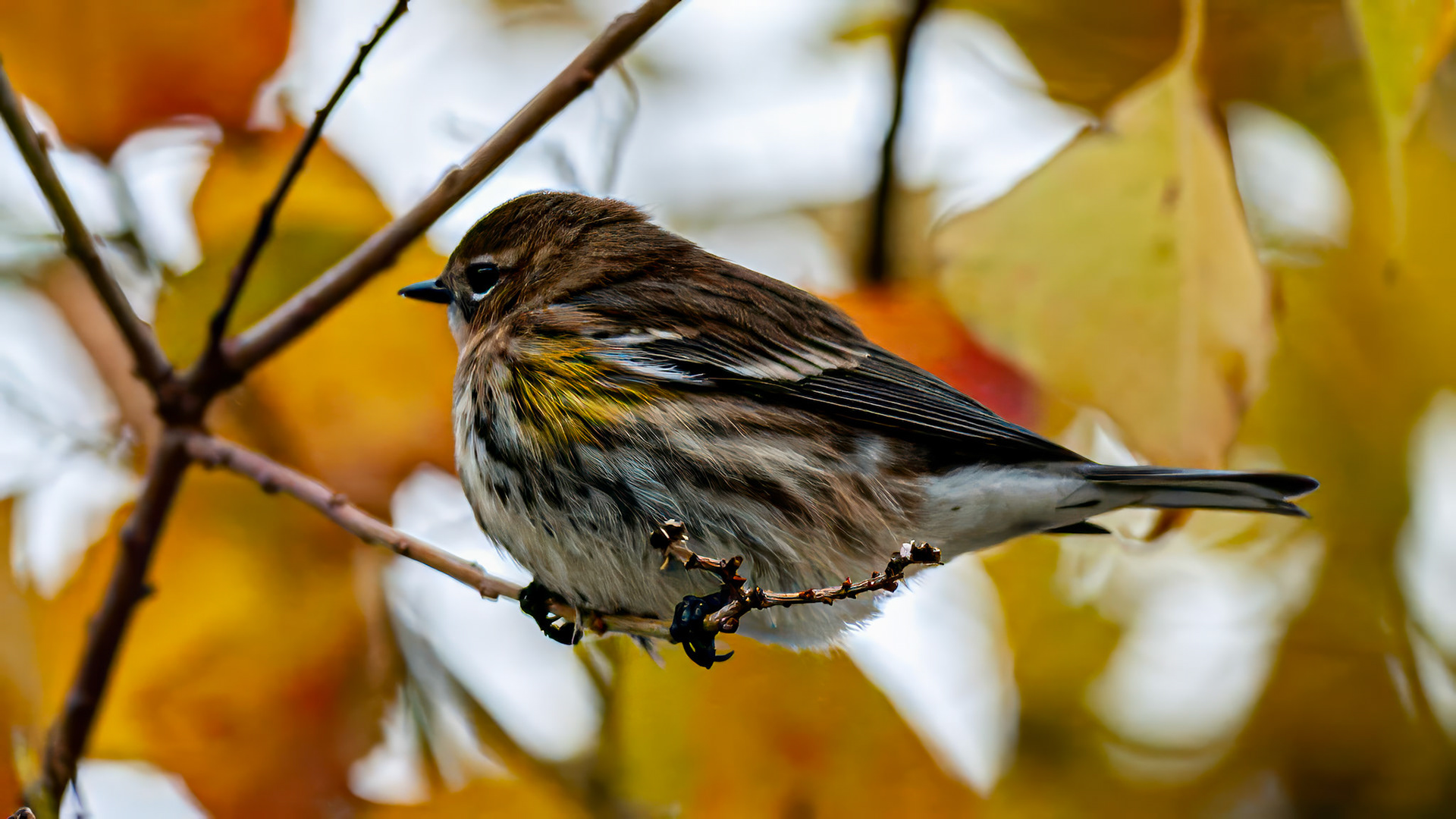 Location: Near Pitman Park, Bellaire, TX