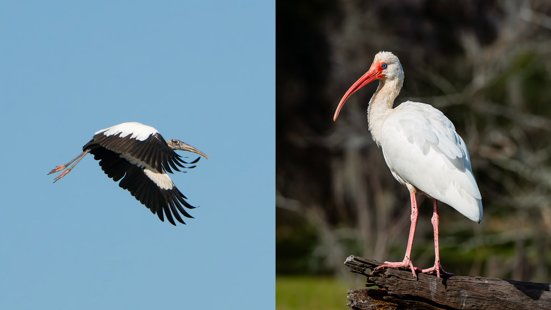 Location: Brazos Bend S.P TX