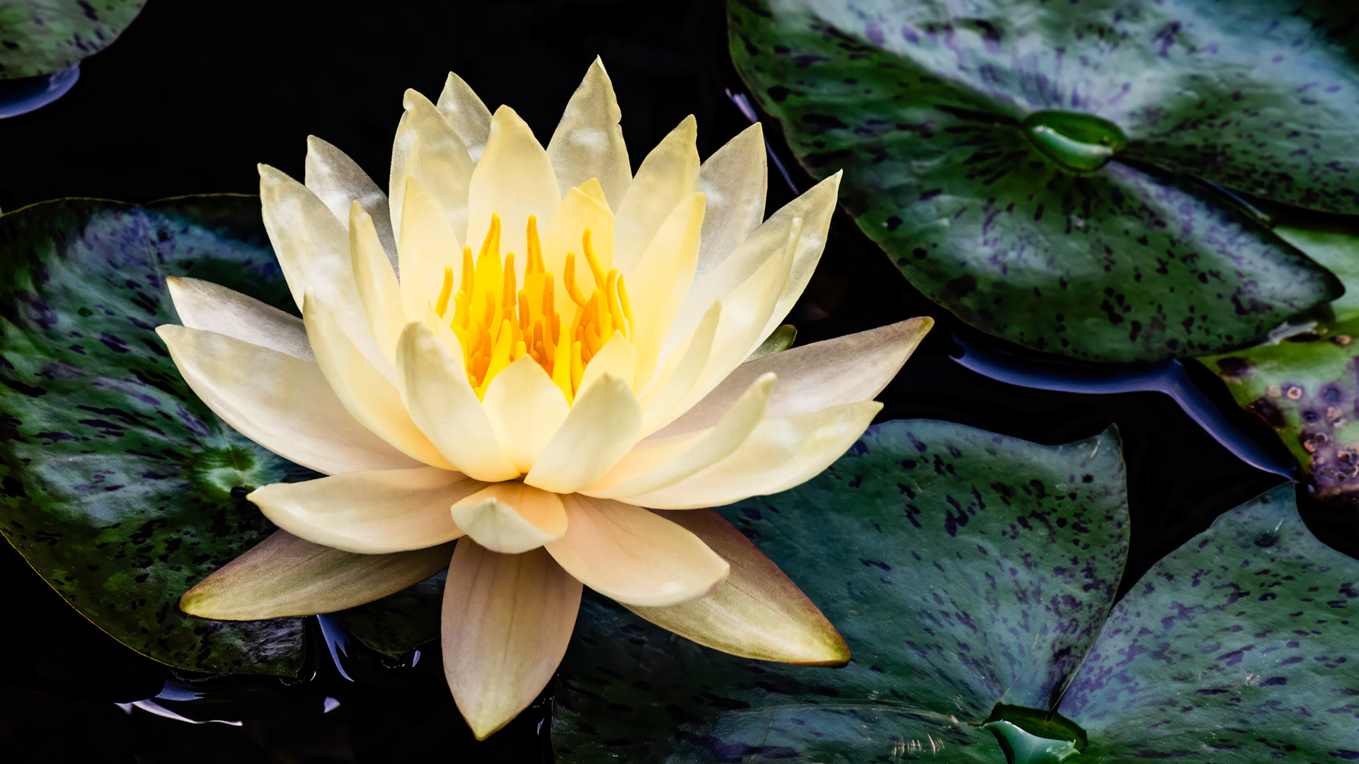 Location: Houston, TX — Malone St. Backyard