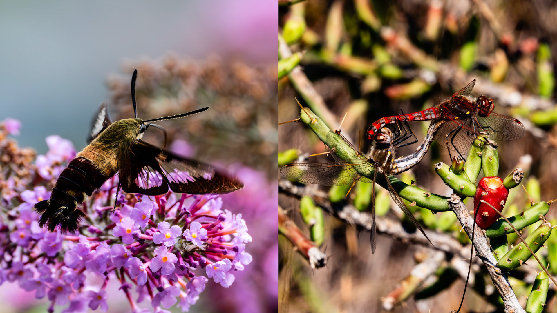 Location: Inn At Riverbend, Pearisburg Va.