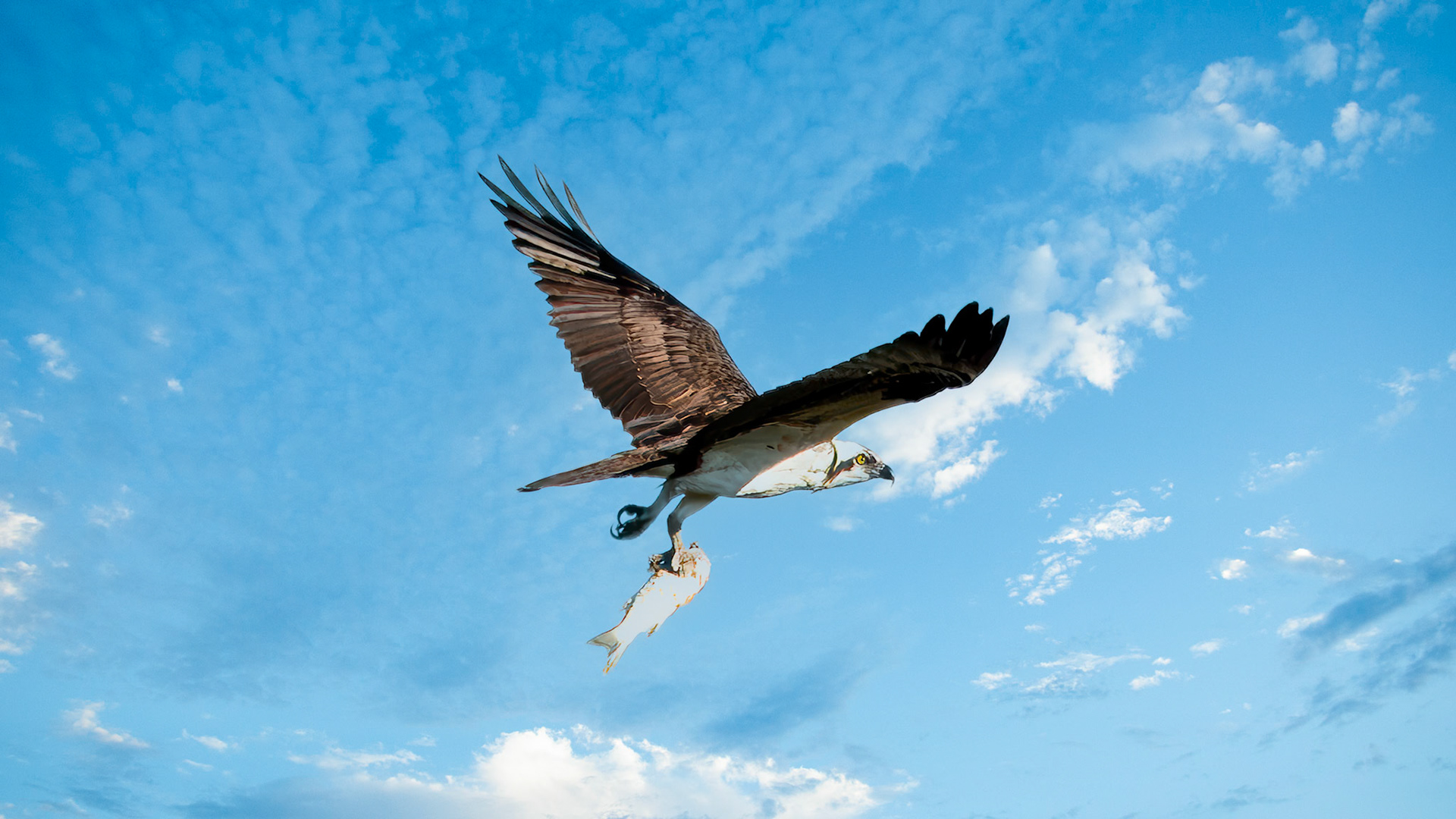 Location: Menefee Flats, Jackson Co. TX