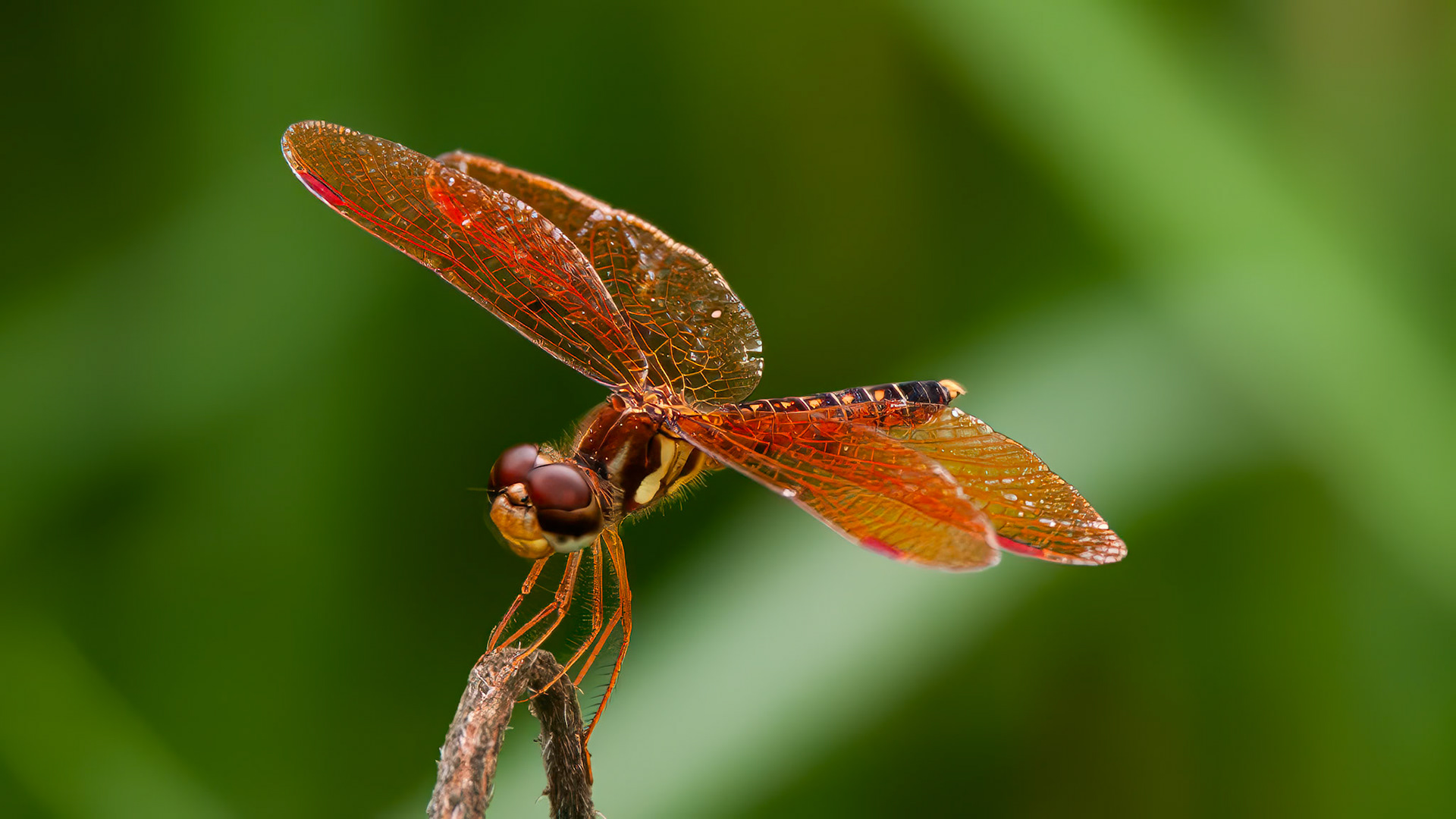 Mason Park Tidal Freshwater Wetlands in Houston, TX