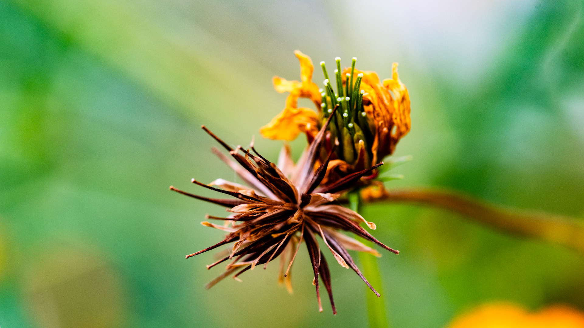 Location: Westbury Community Garden, Houston, TX