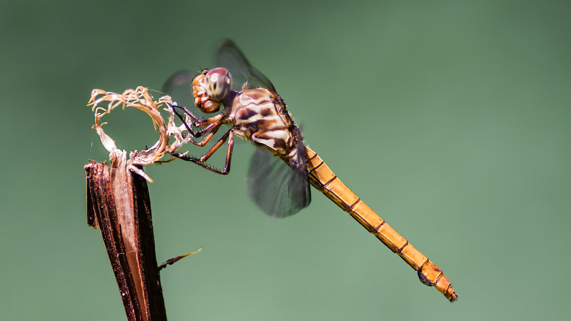 Location: Bellaire,  , Harris Co. TX, Insect, Macro Class, Odonata, Photography Craft, Pitman Park, Texas