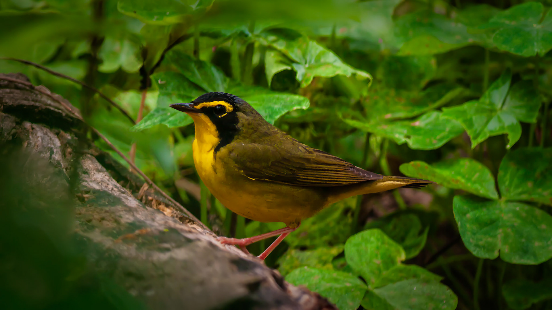 Russ Pitman Park, Bellaire, TX