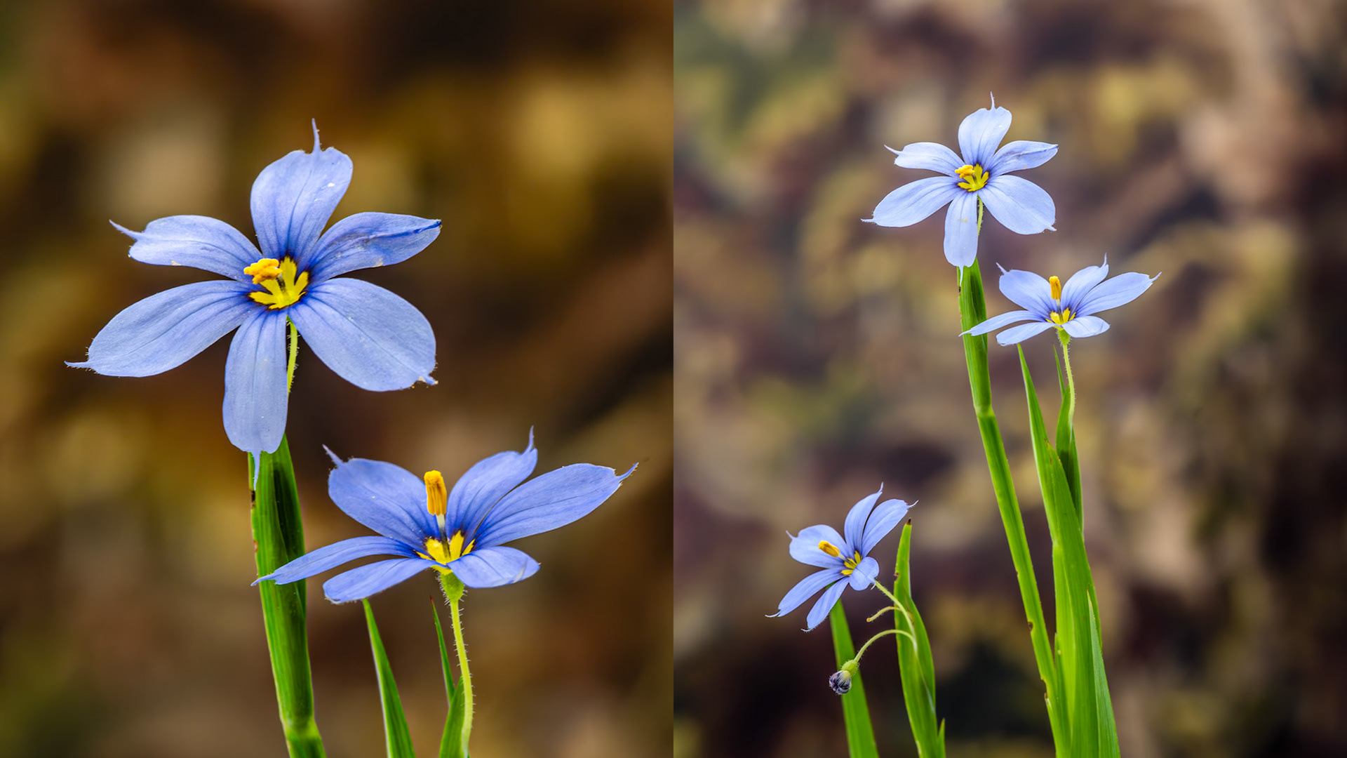 Focus Stack Location:  Bellaire.TX