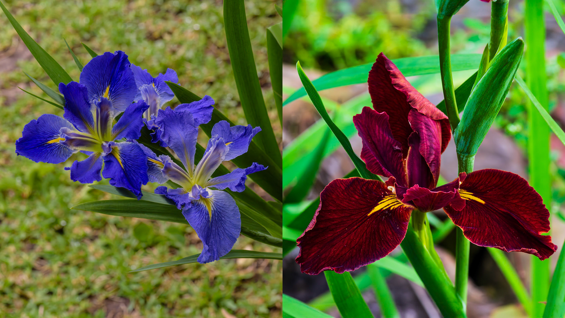 Location:  Bellaire.TX