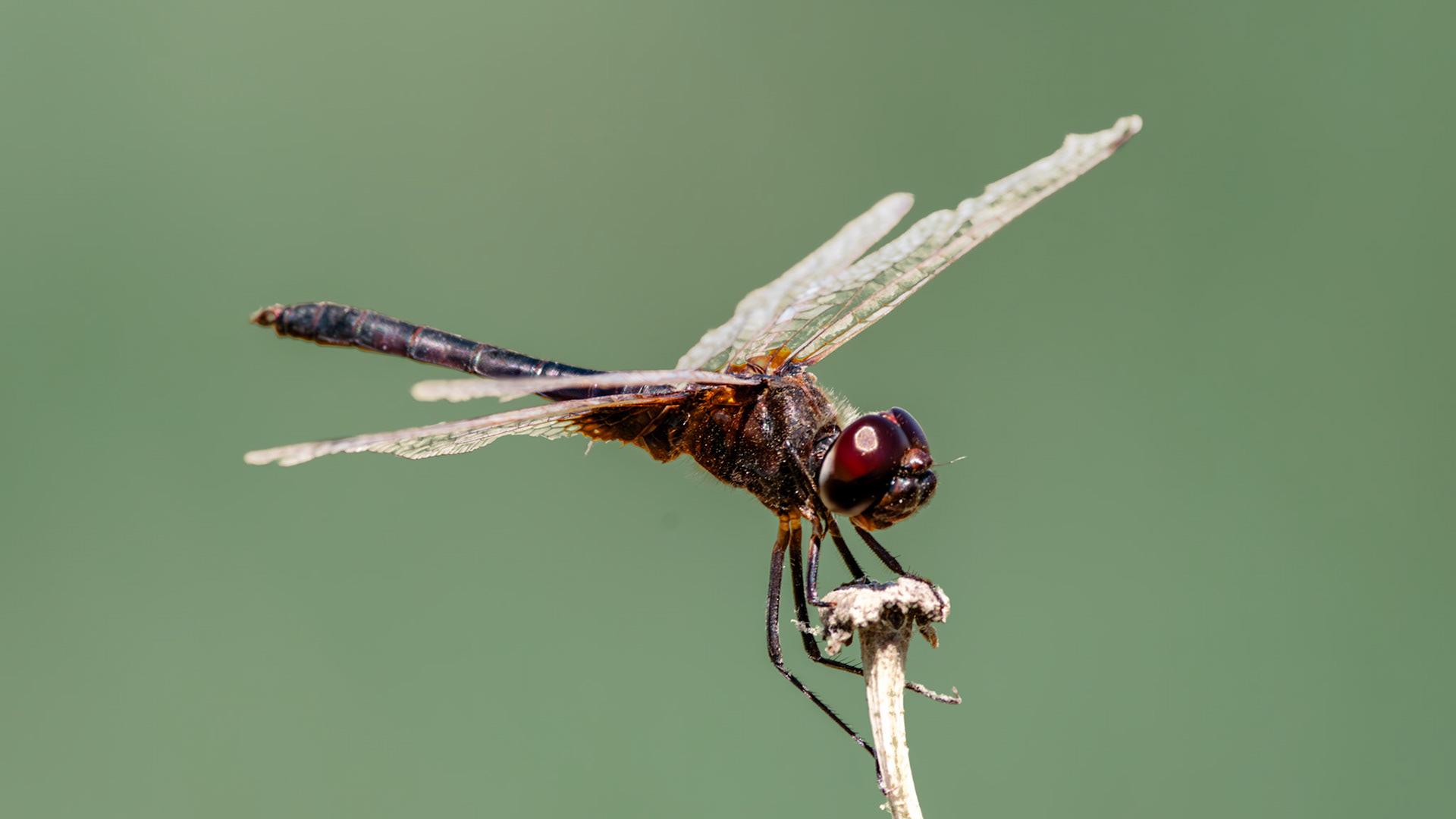 DragonflyFestival, Bitter Lakes NWR, Roswell, NM