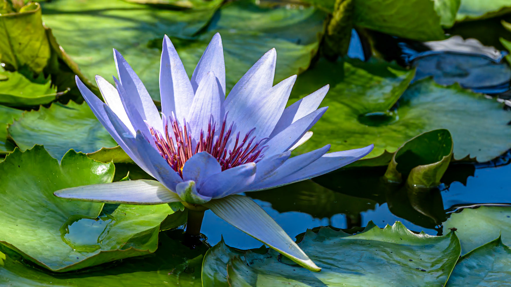 Location: Mercer Arborteum, Harris County, TX