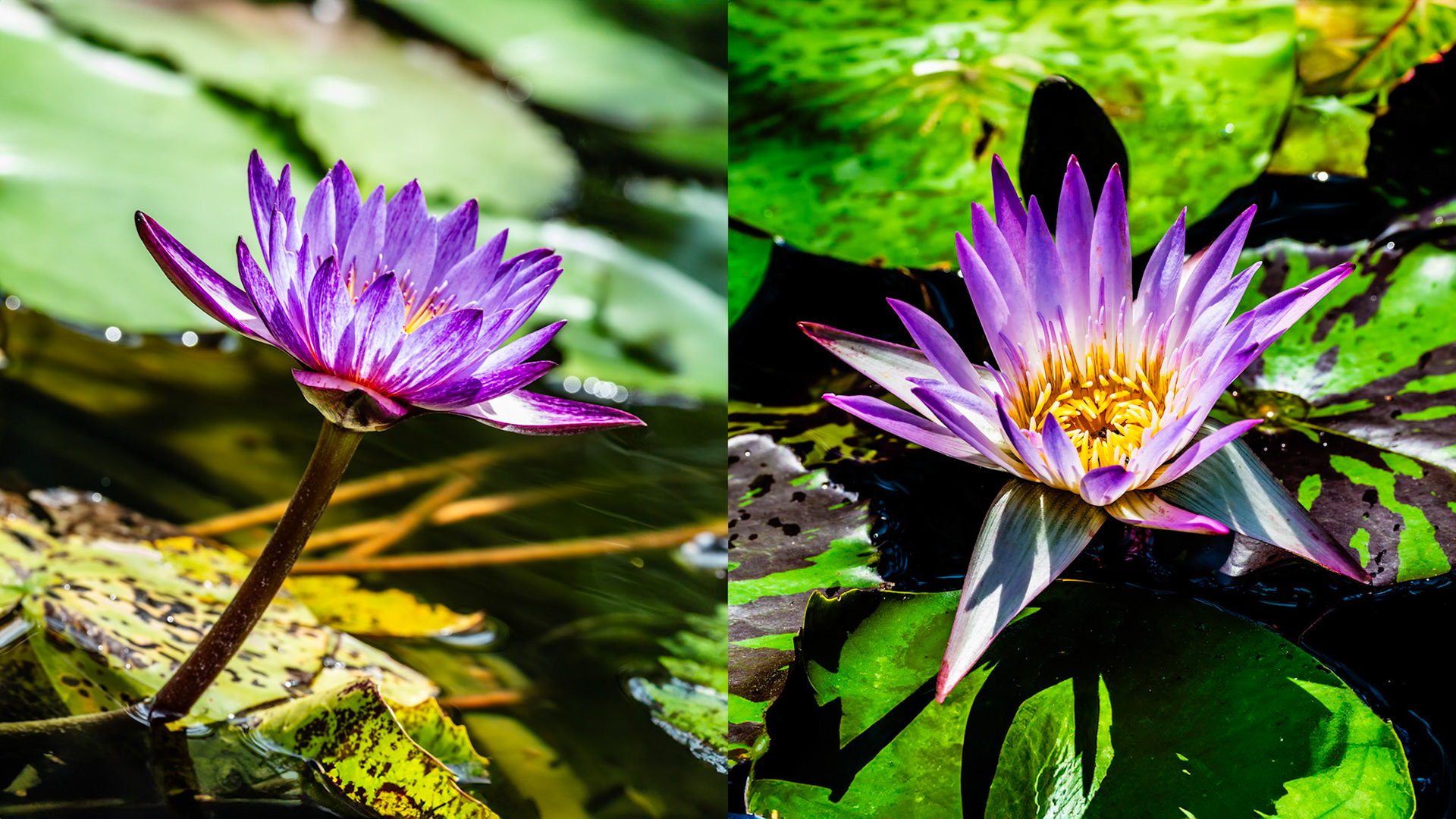 Location: Mercer Arborteum, Harris County, TX