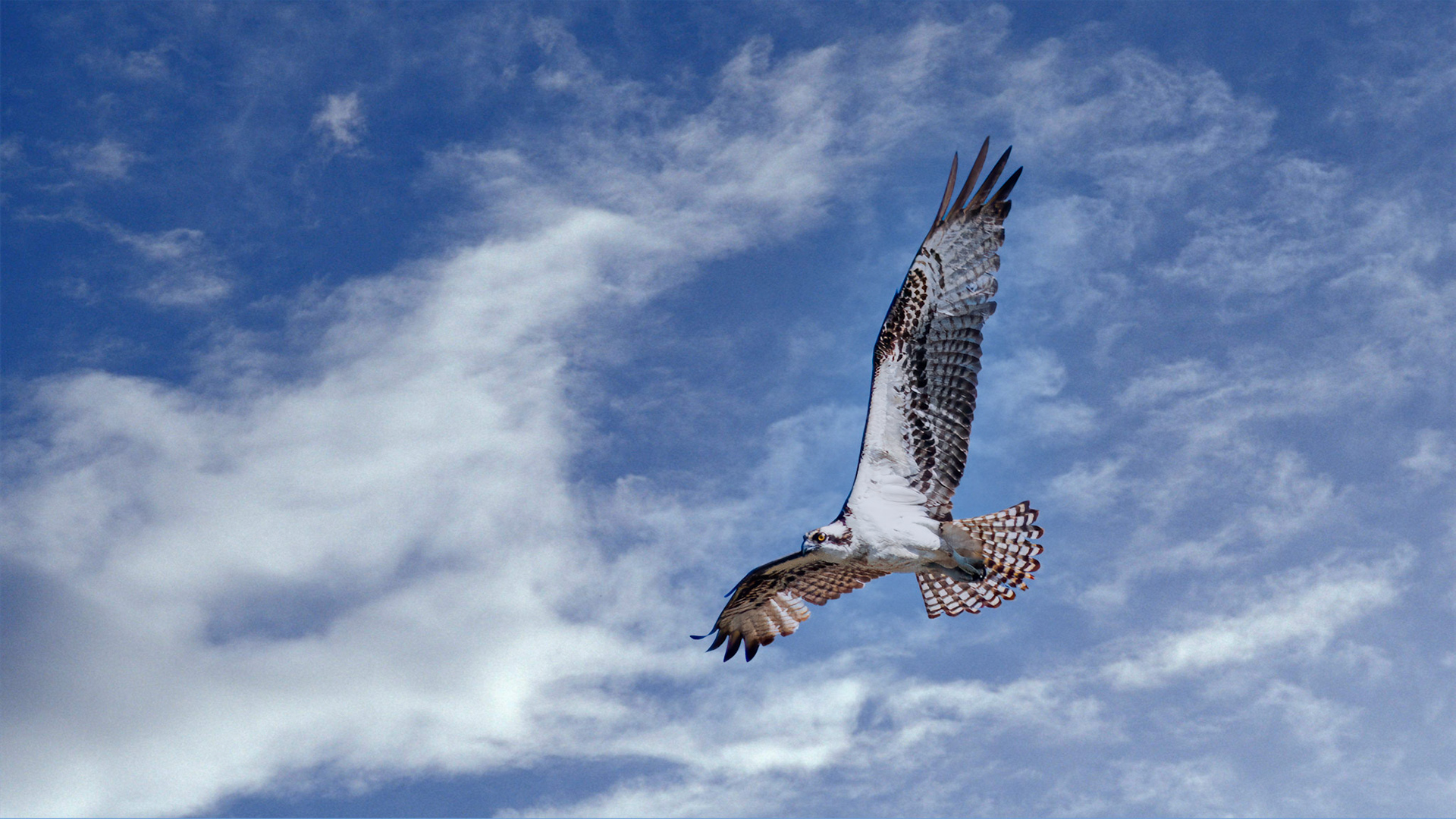 Location: Braes Bayou at Greenbriar, Houston TX.