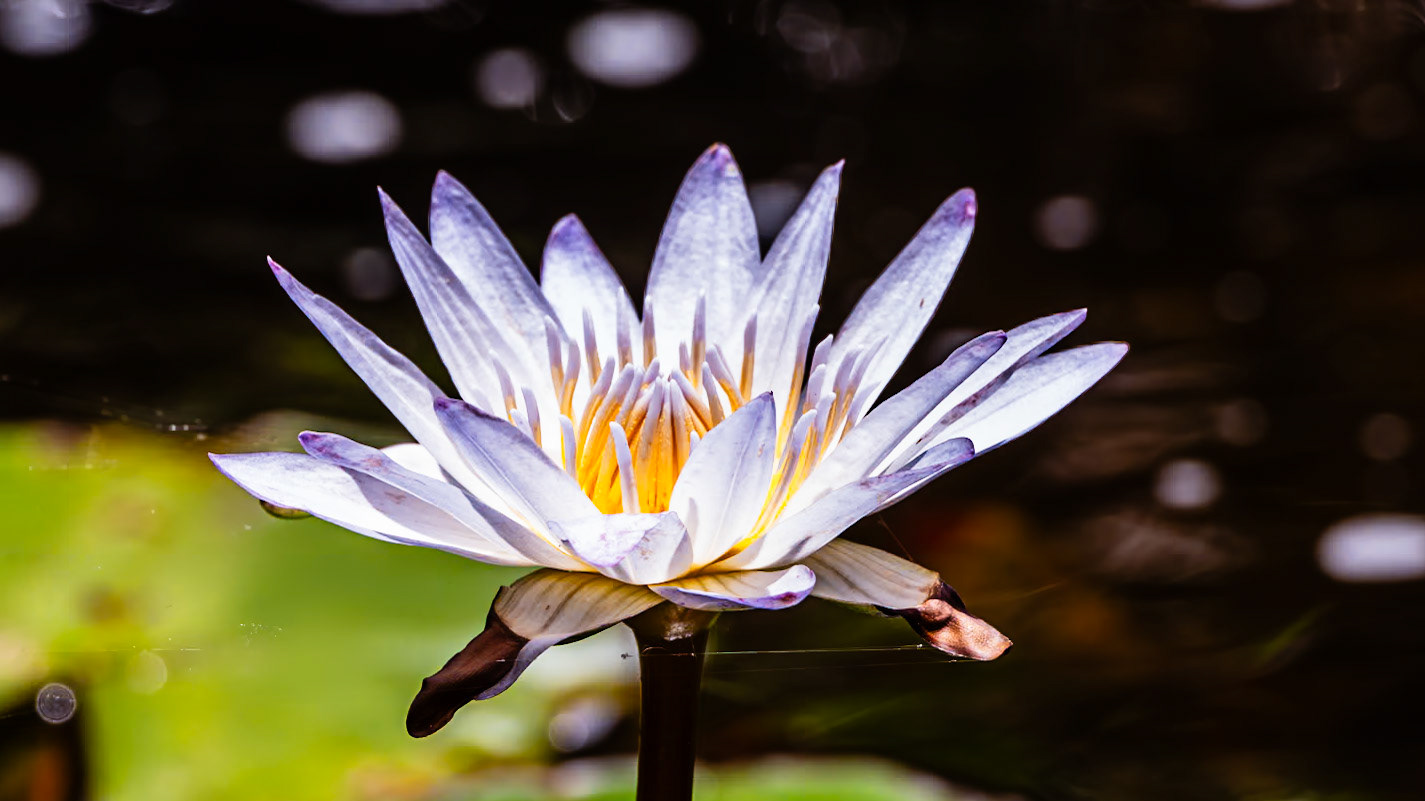 Location: Houston, TX — Malone St. Backyard