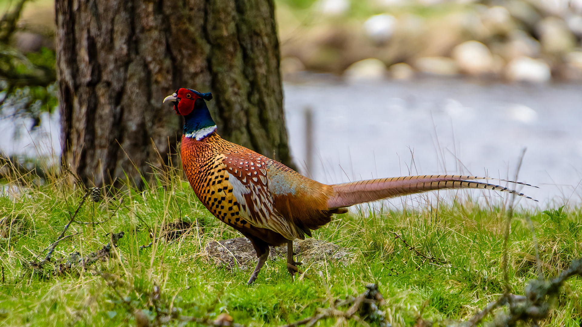 Pheasant Location: Near Bridge Of Gairn ballater, Aberdeenshire
