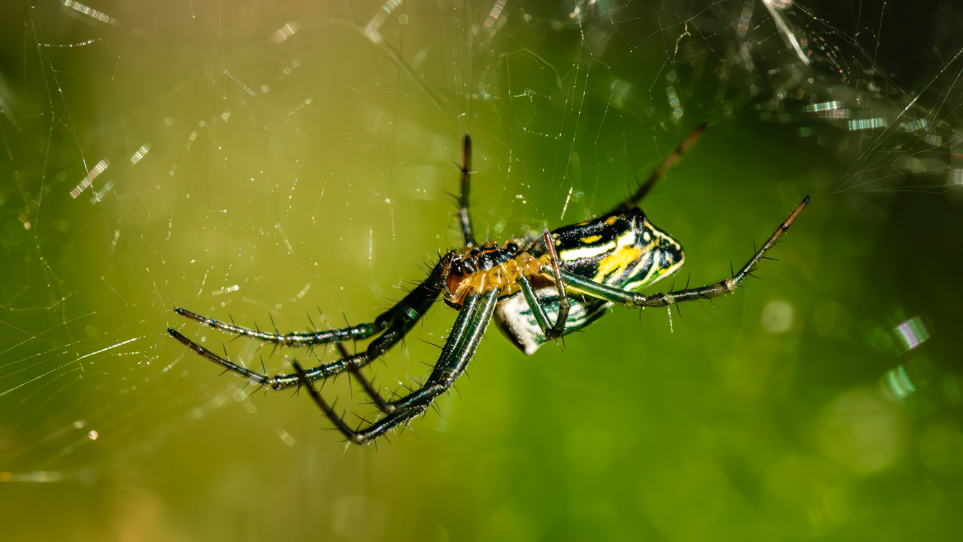 Location: Brazos Bend S.P TX