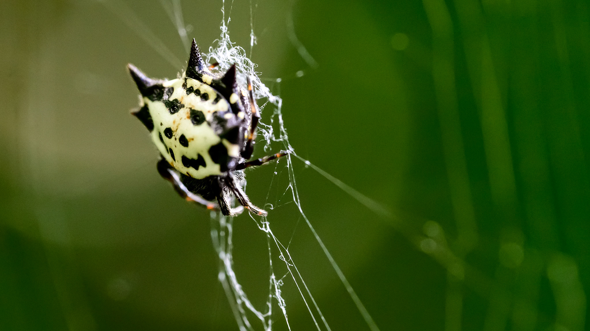 Location:  Malone Street Backyard