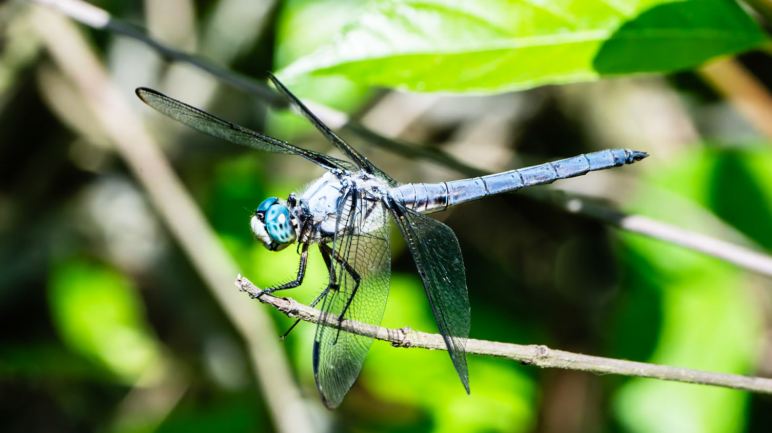 Location: Houston Arboretum, Memorial Park, Houston TX