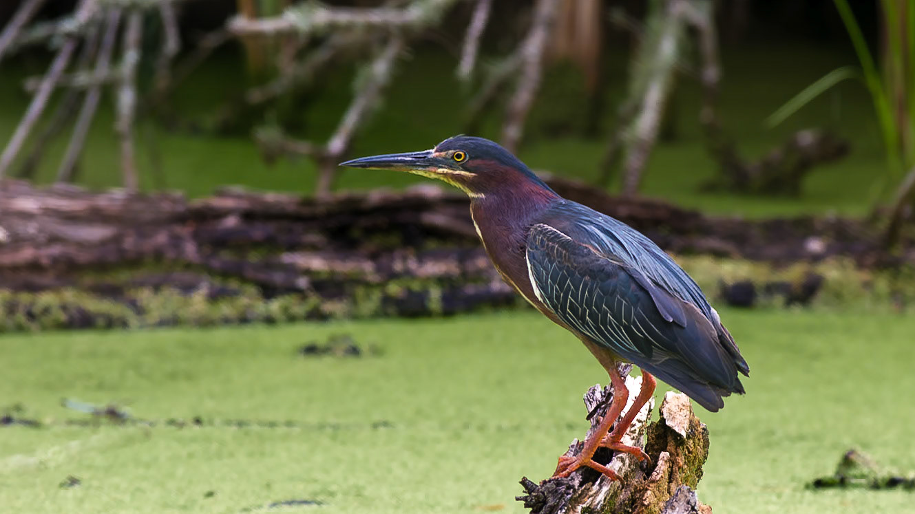 Location: Matagorda County Birding Nature Center, Bay City Texas