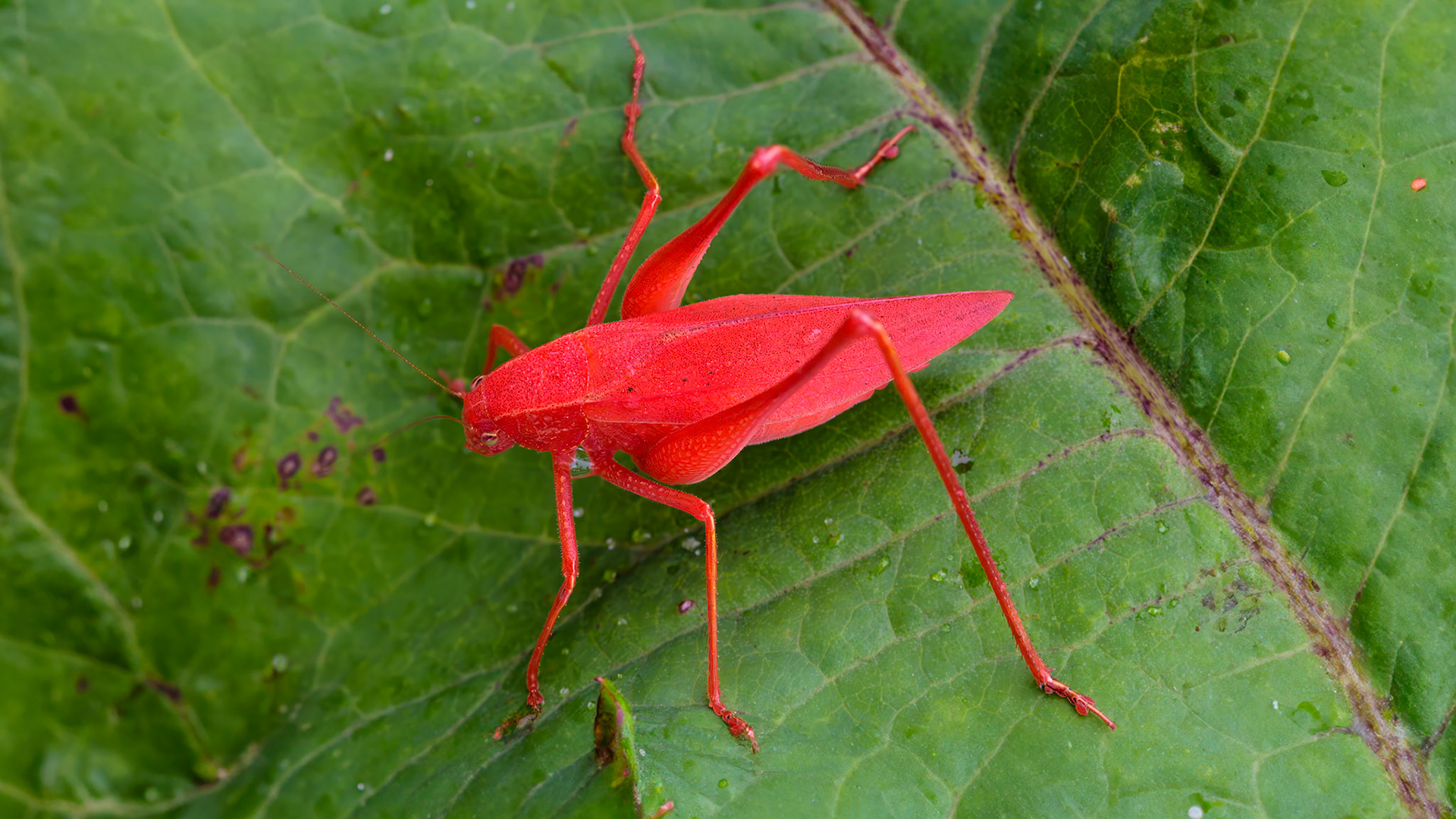 Location: Houston, TX — Malone St. Backyard
