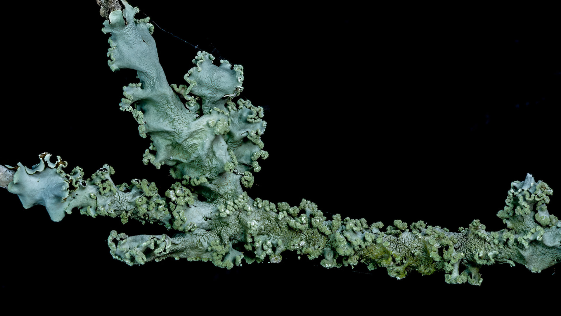 Location: Near Lake Texana, Jackson Co. Tx