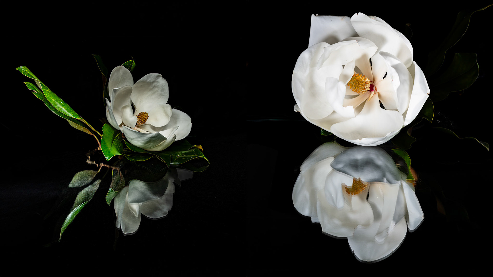 Location:  Bellaire.TX