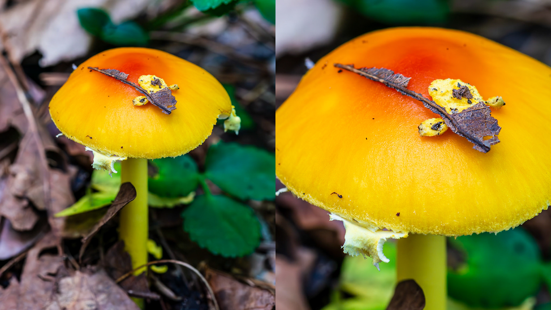 Location: Falls at Dismal Creek, Giles County Va.