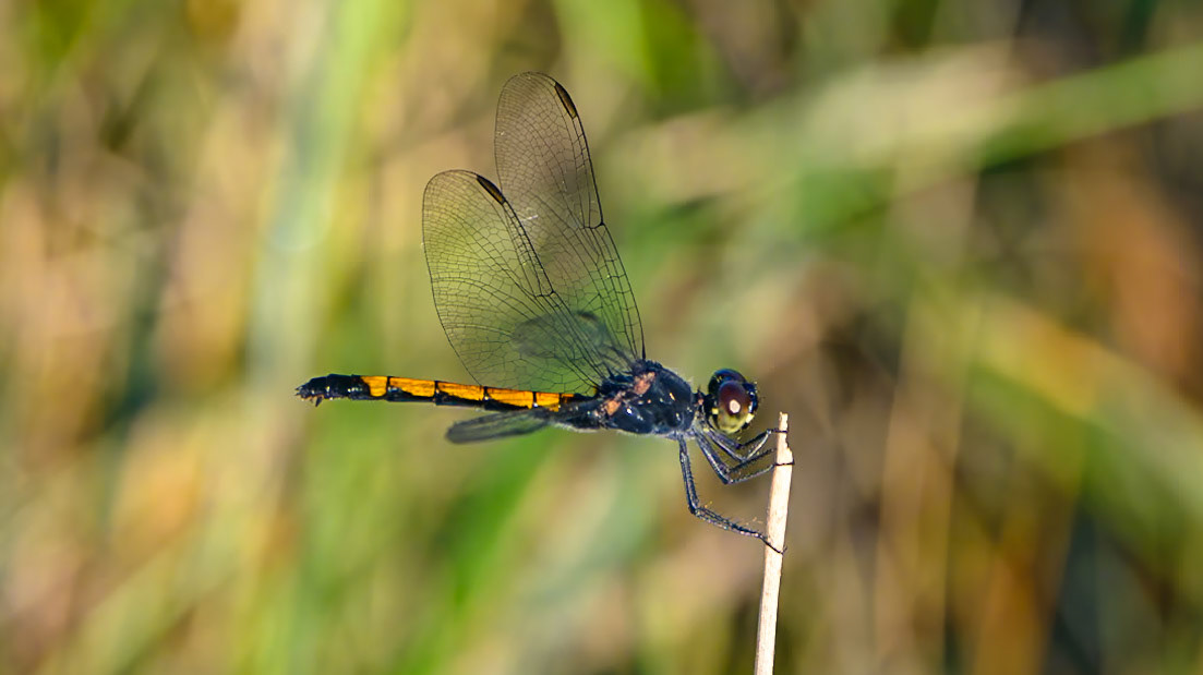 Location: Menefee Flats, Jackson Co. TX