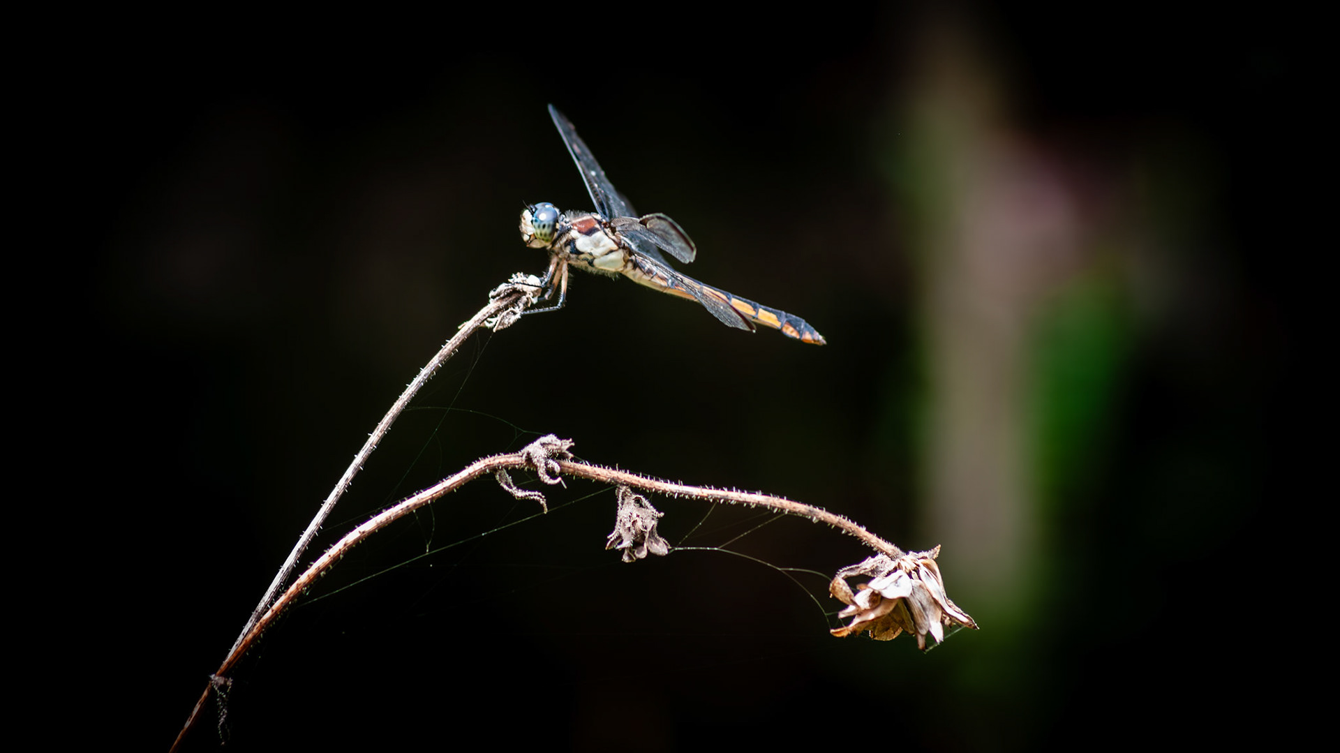 Pitman Park Pocket Prairie