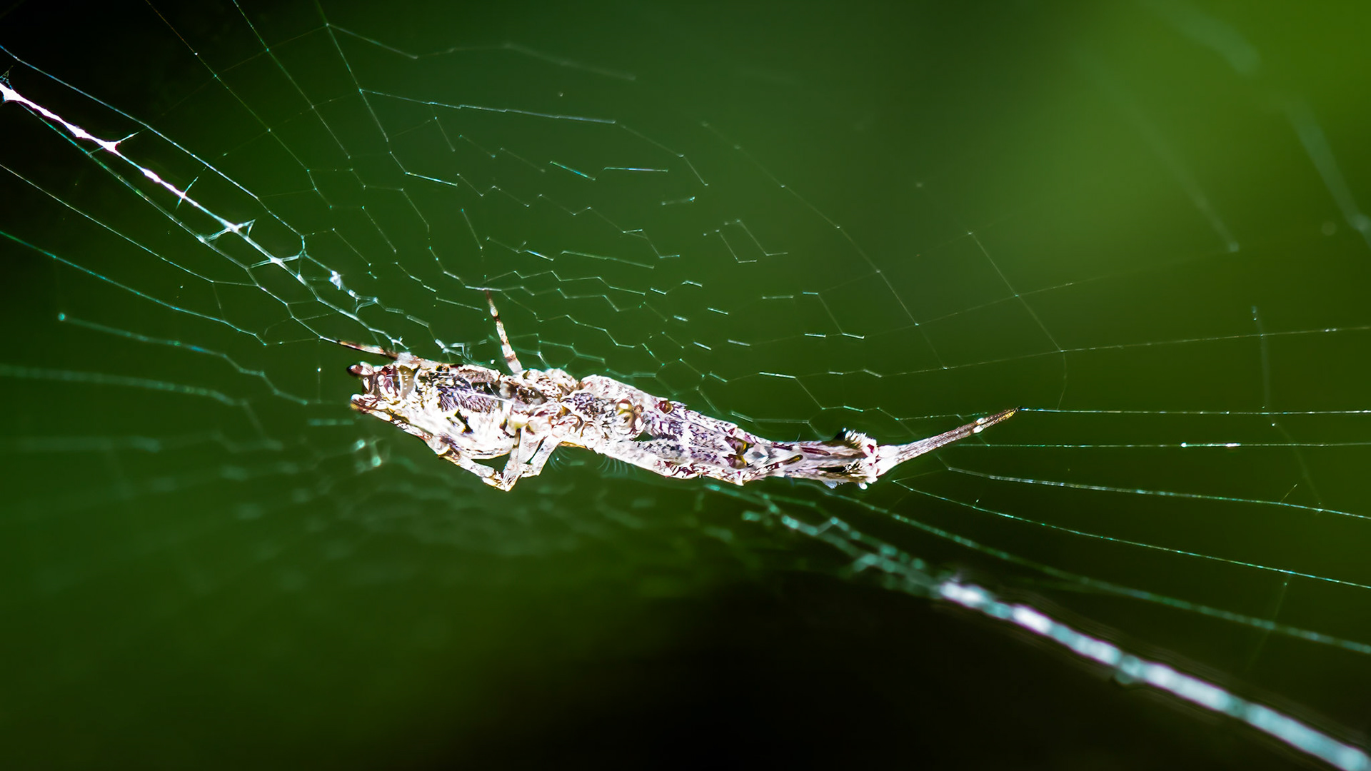 Location:  Bellaire.TX