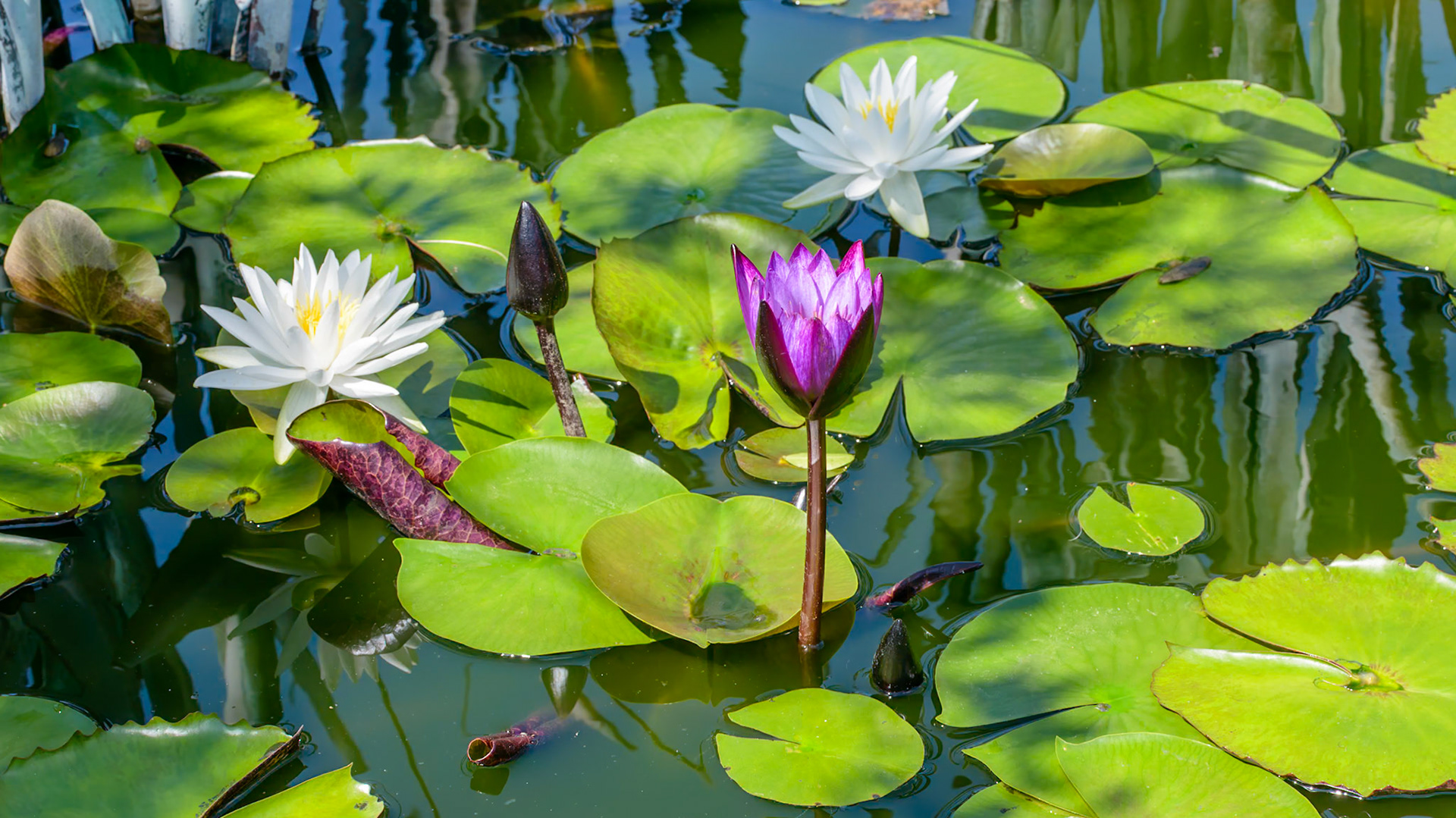 Location: Mercer Arborteum, Harris County, TX