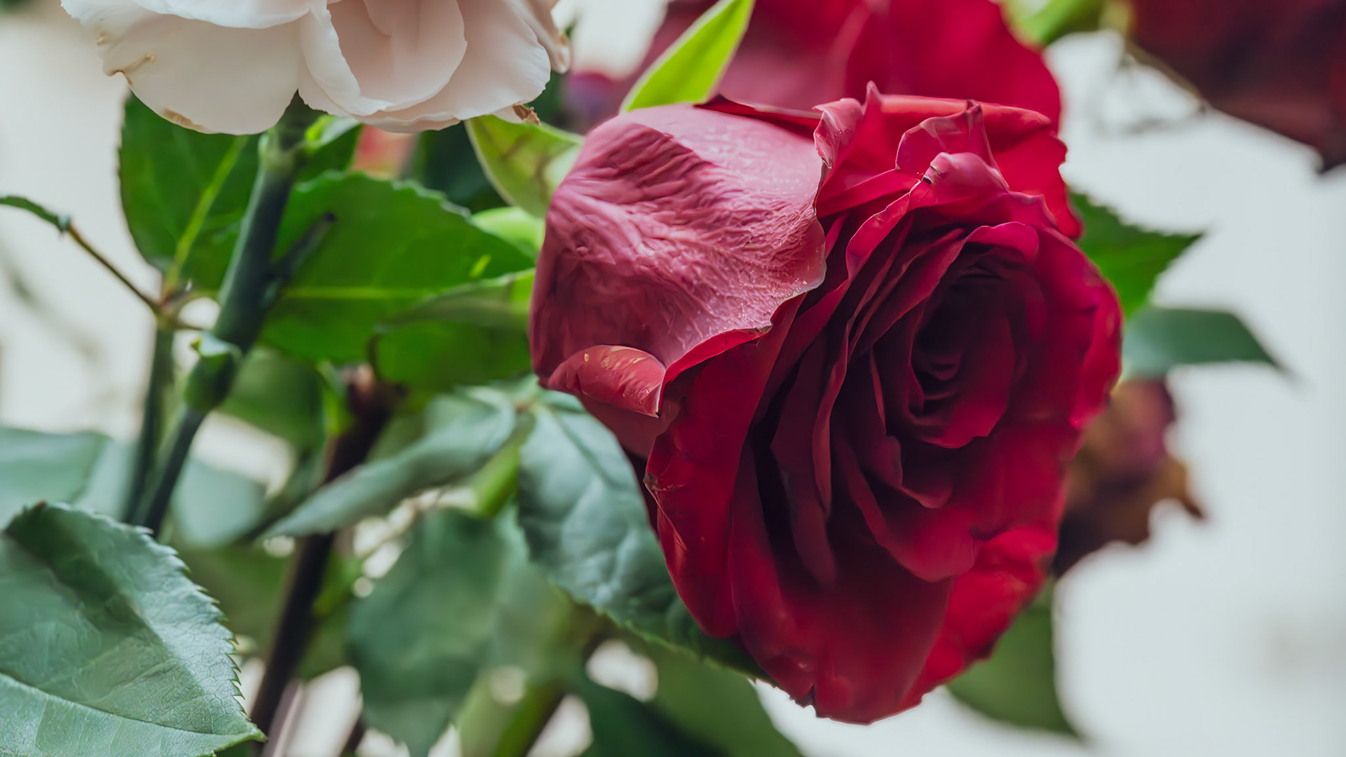 Location: Houston, TX — Malone St. Backyard