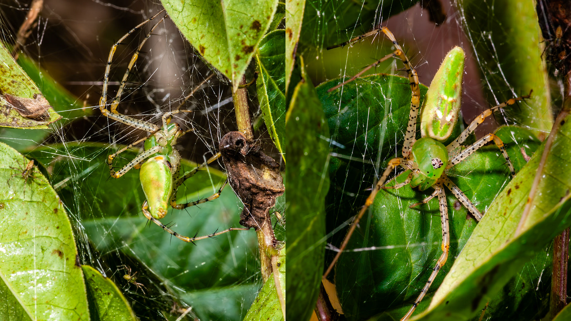 Female Green Lynx Spider with Spiderlings ~18-20mm  Near Lake Texana, Jackson Co., TX