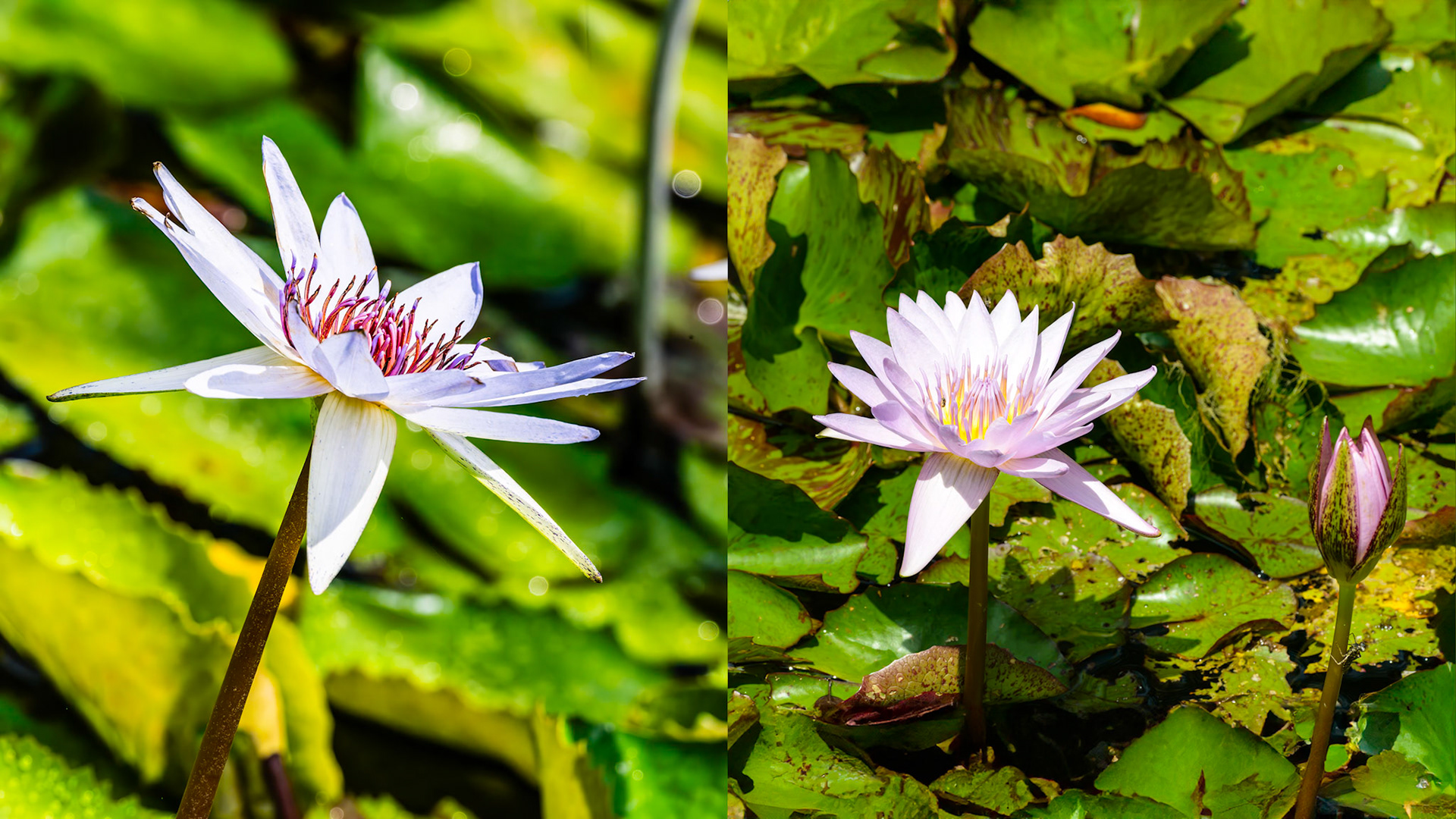 Location: Mercer Arborteum, Harris County, TX