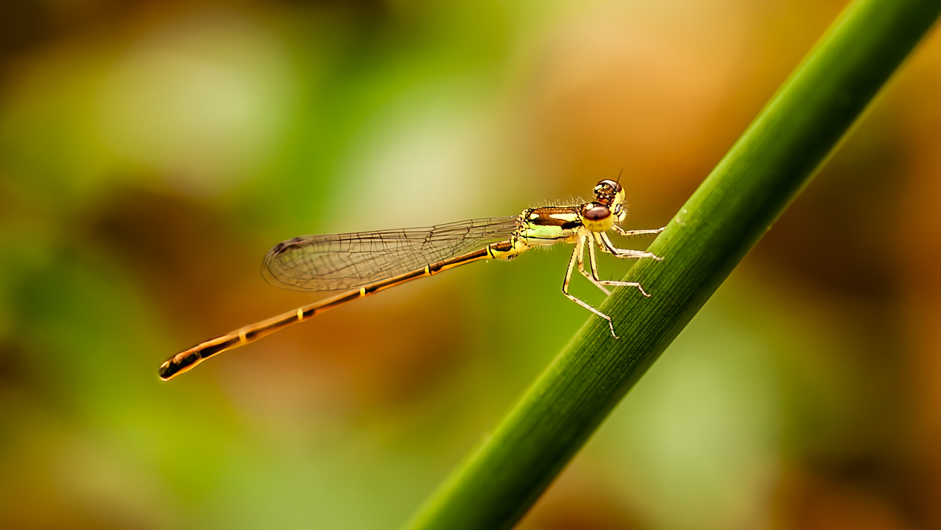 Location: Houston Arboretum, Memorial Park, Houston TX.