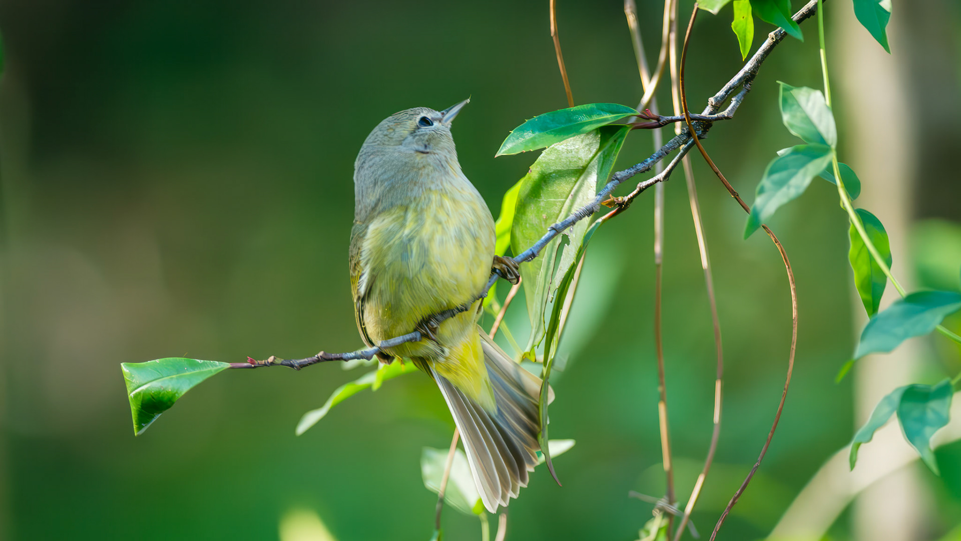 Location: Pitman Park,Bellaire.TX